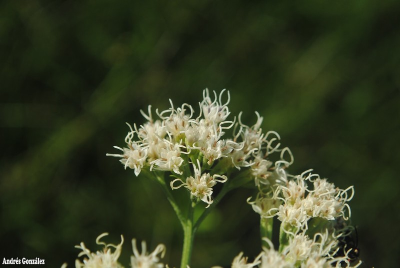 Mikania sulcata photo 3