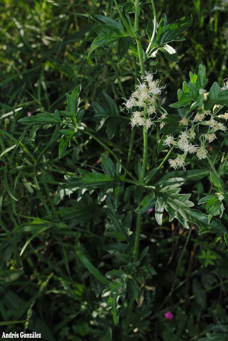 Mikania sulcata photo 4