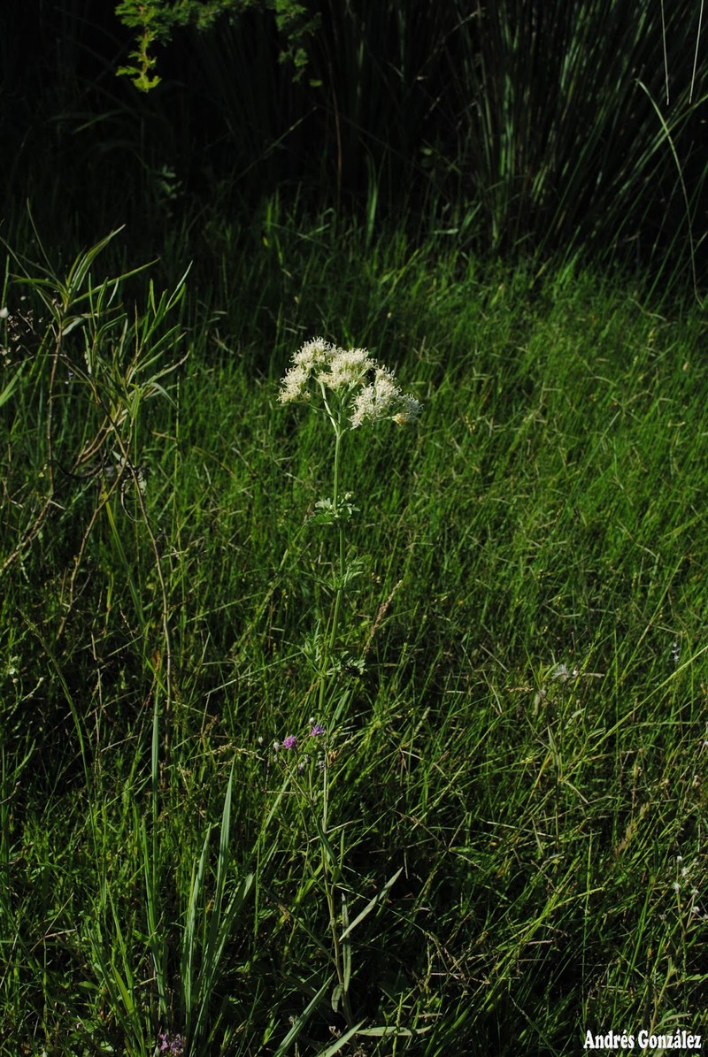 Mikania sulcata photo 5