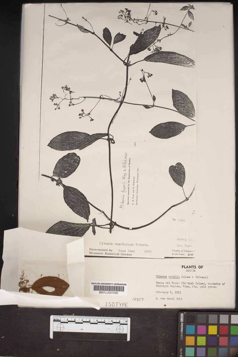 Mikania swartziana