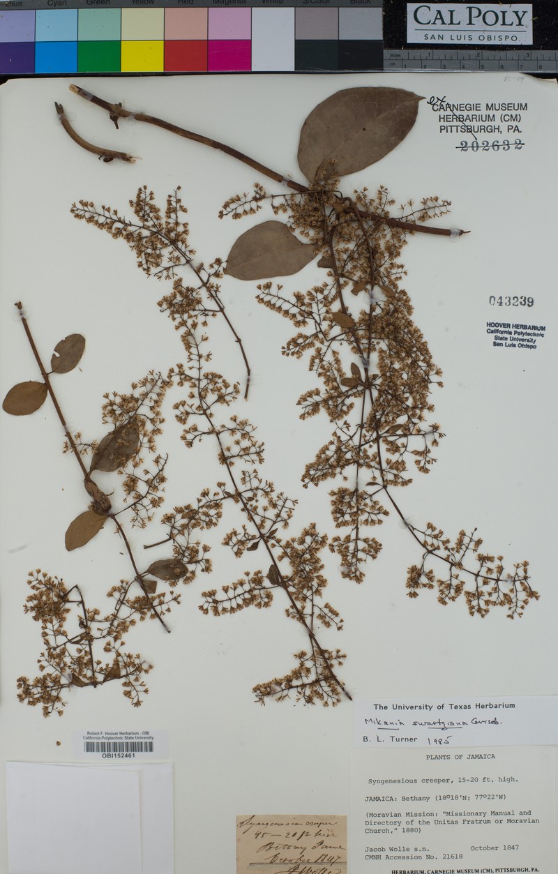 Mikania swartziana photo 2