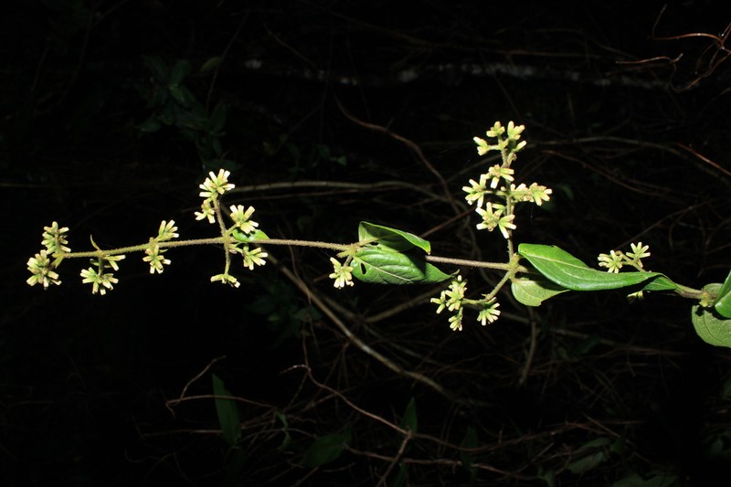 Mikania sylvatica