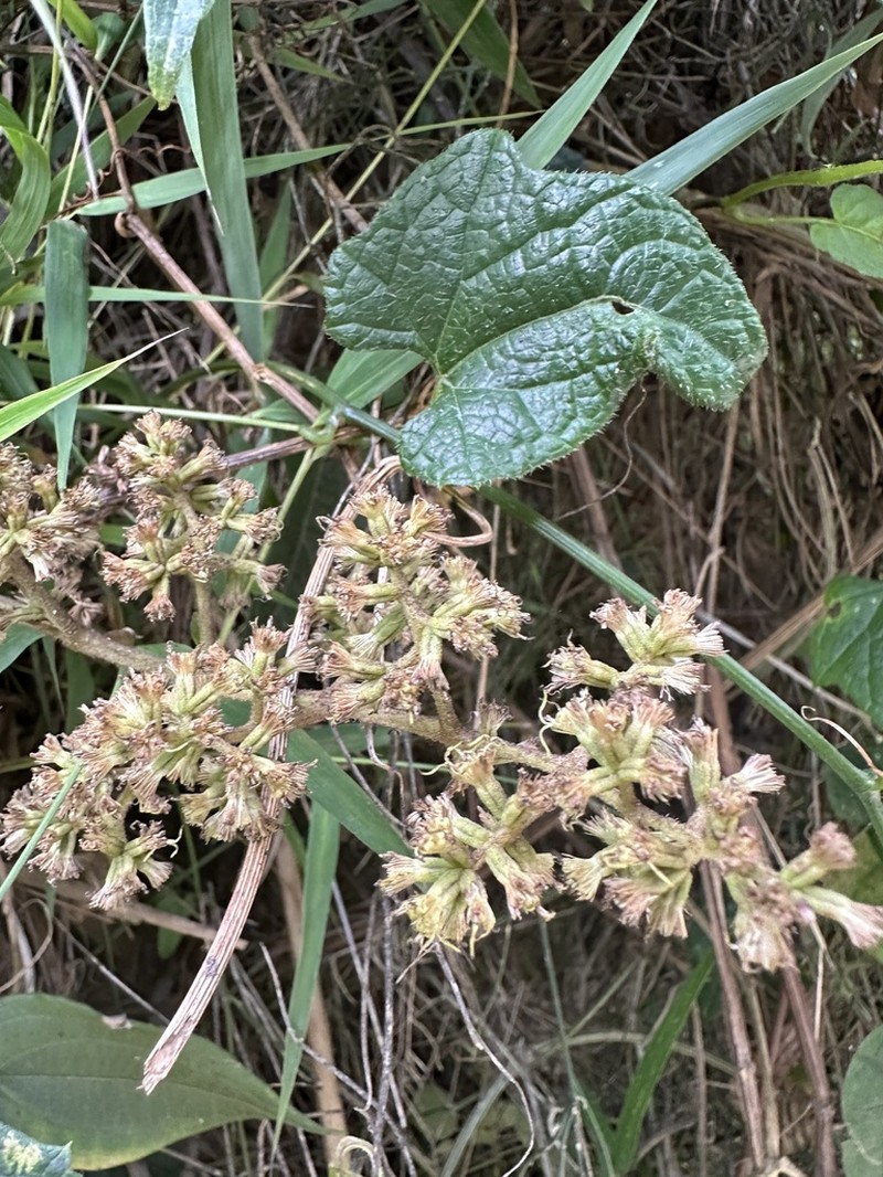 Mikania sylvatica photo 2