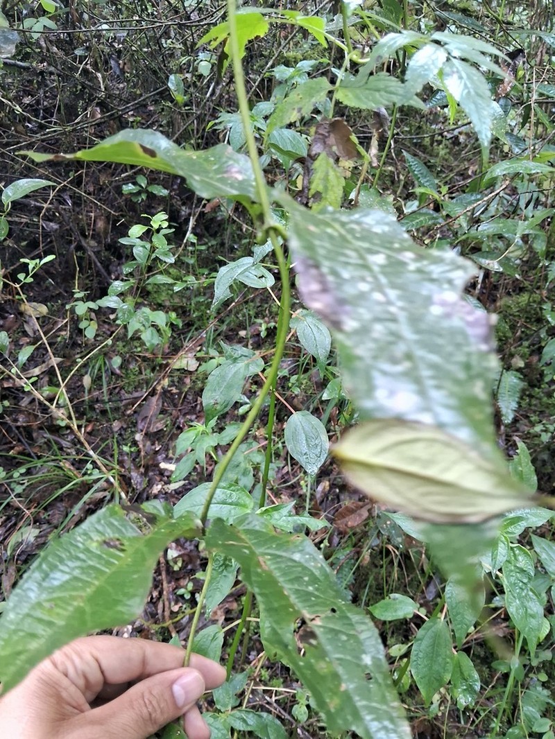 Mikania sylvatica photo 3