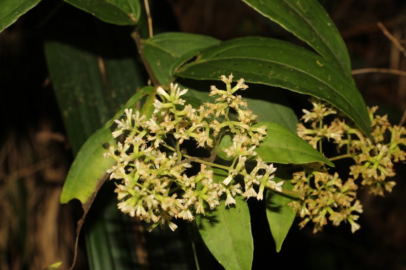 Mikania sylvatica photo 4