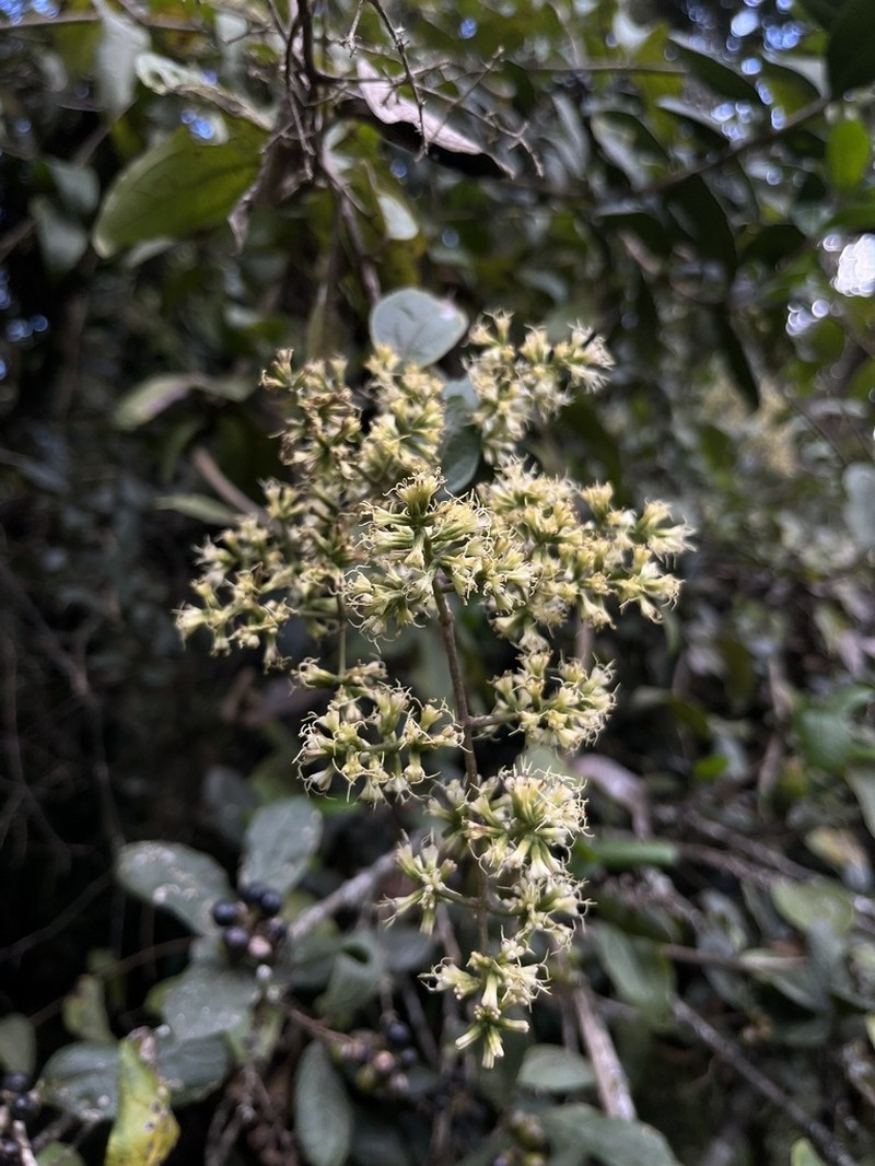 Mikania sylvatica photo 5
