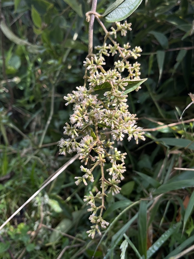 Mikania sylvatica photo 6