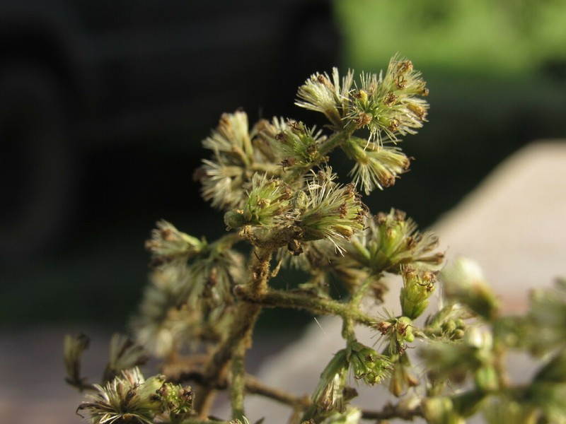 Mikania sylvatica photo 7