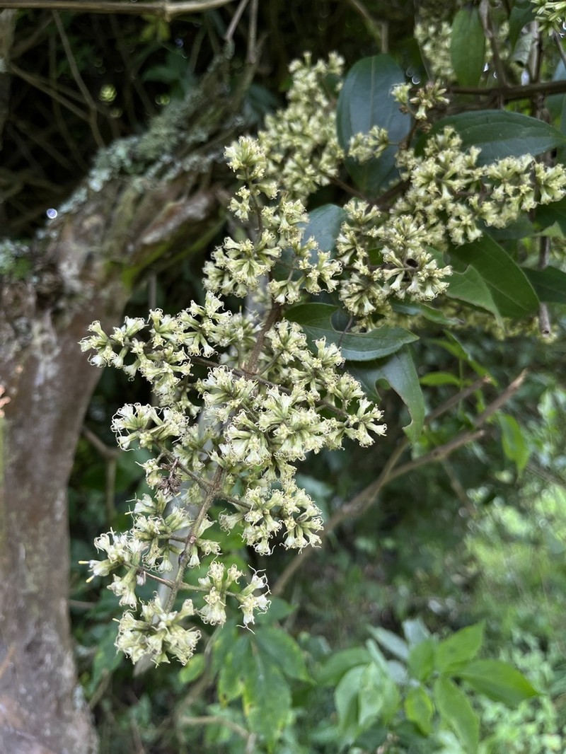 Mikania sylvatica photo 8