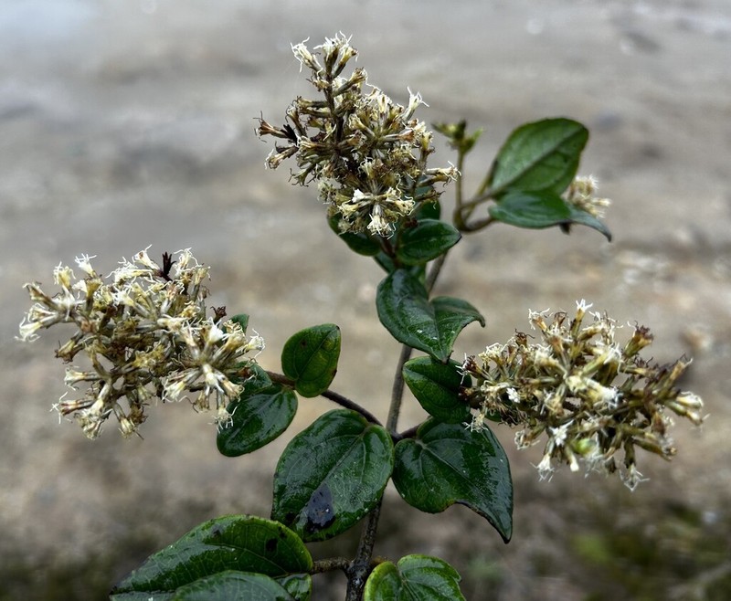 Mikania szyszylowiczii