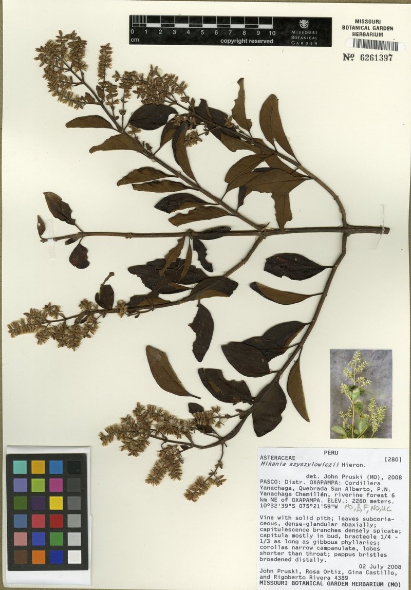 Mikania szyszylowiczii photo 3