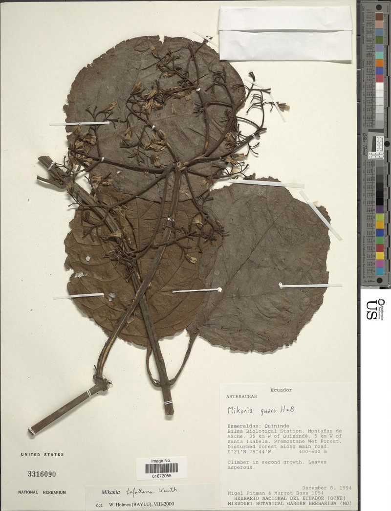 Mikania tafallana