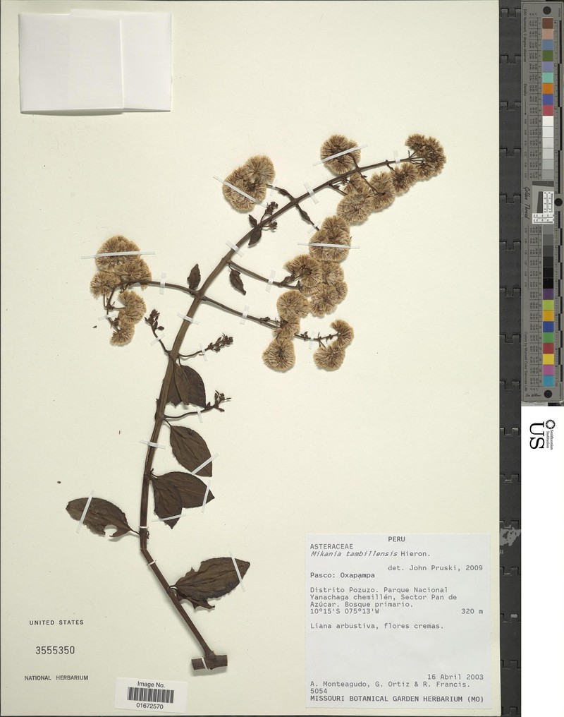Mikania tambillensis