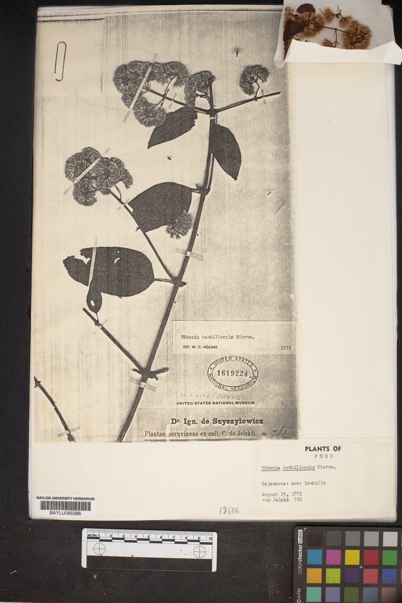 Mikania tambillensis photo 2