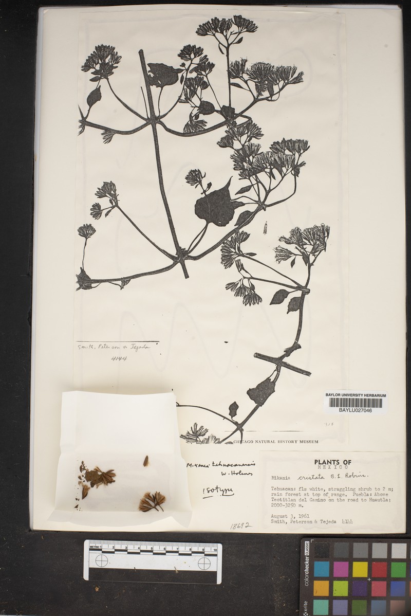 Mikania tehuacanensis