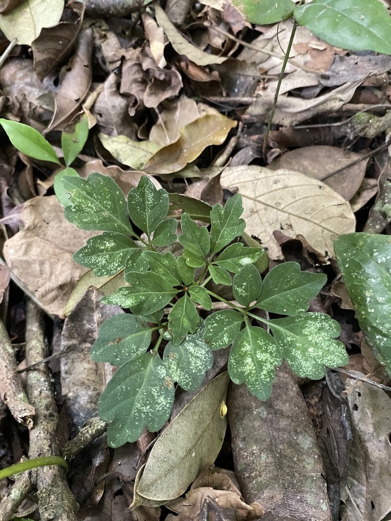 Mikania ternata