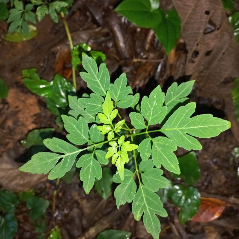 Mikania ternata photo 2