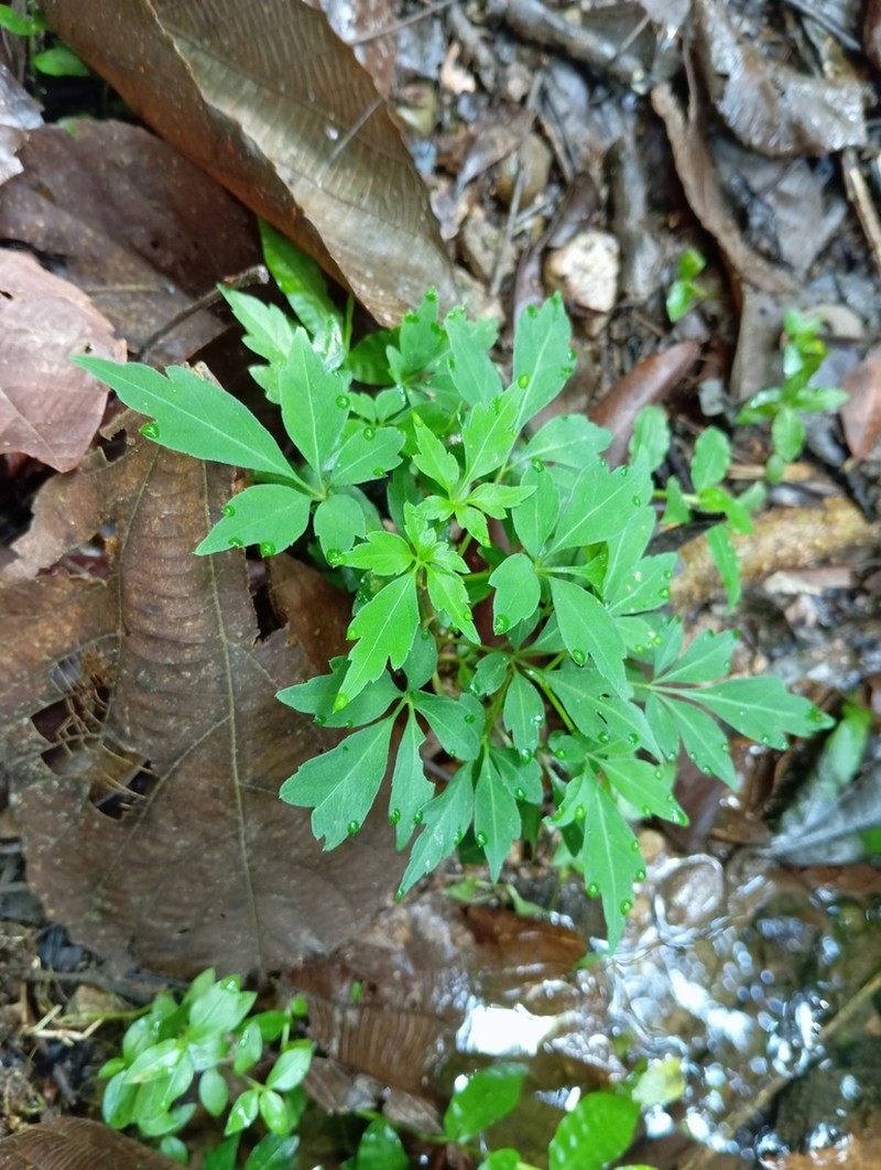 Mikania ternata photo 3