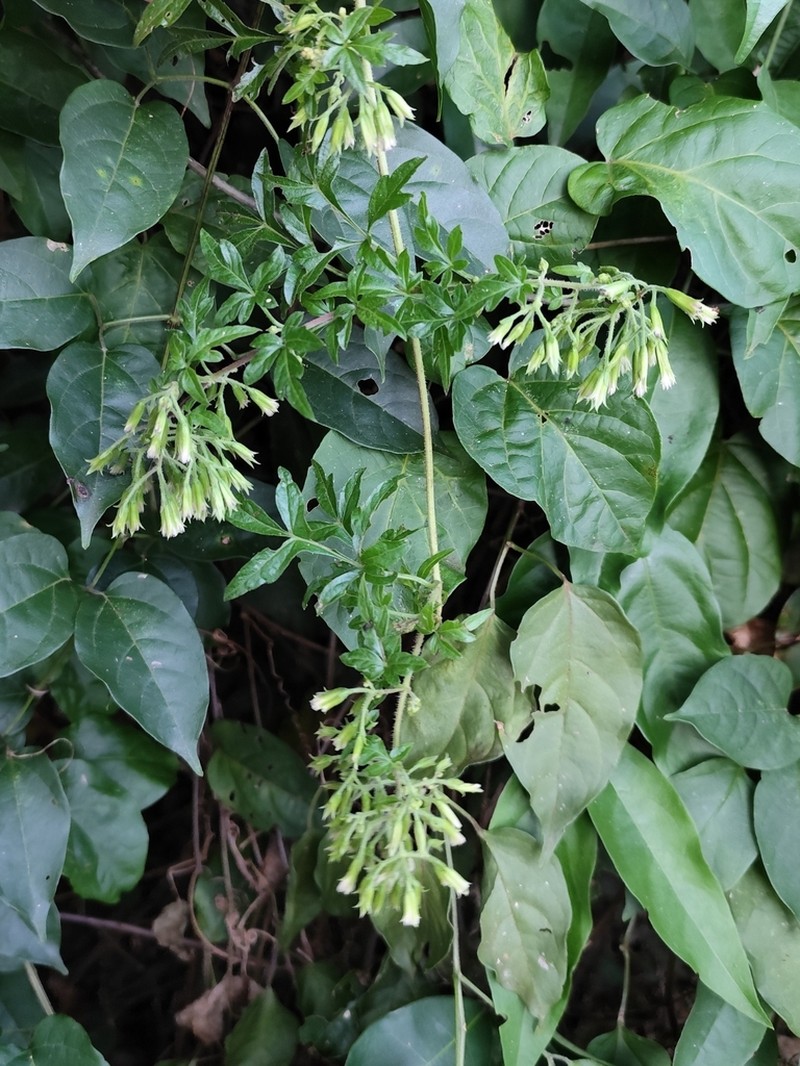 Mikania ternata photo 5