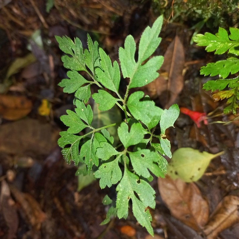 Mikania ternata photo 6