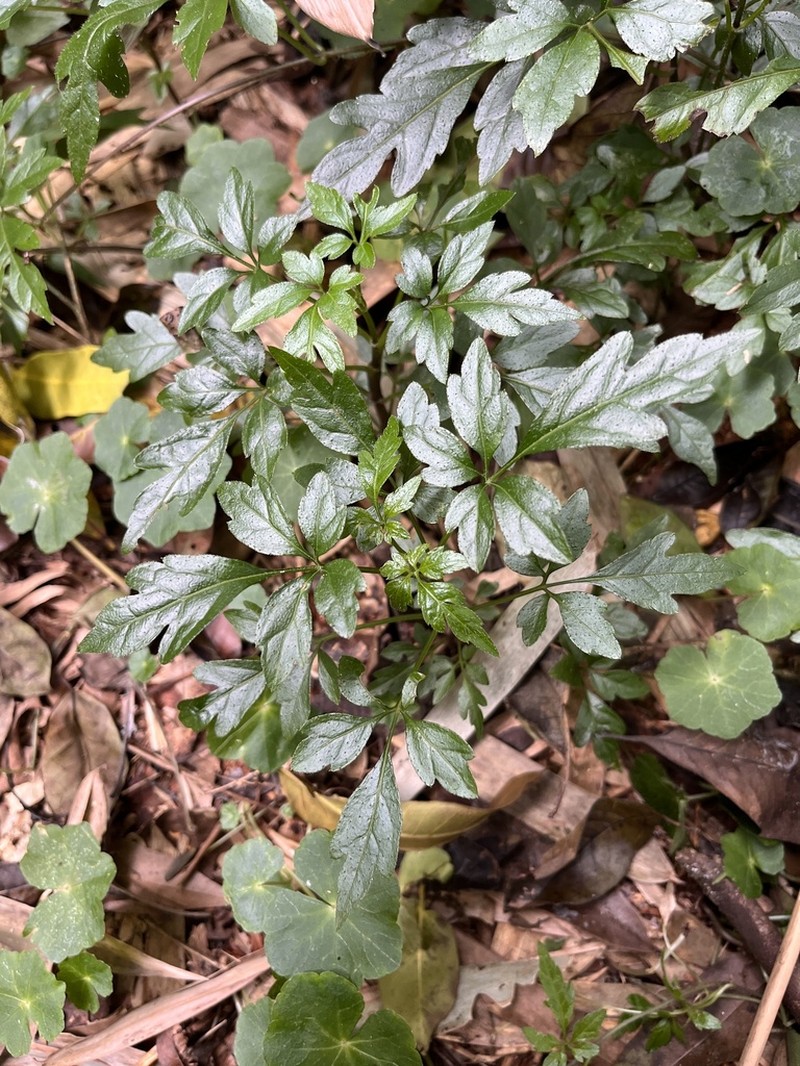 Mikania ternata photo 7