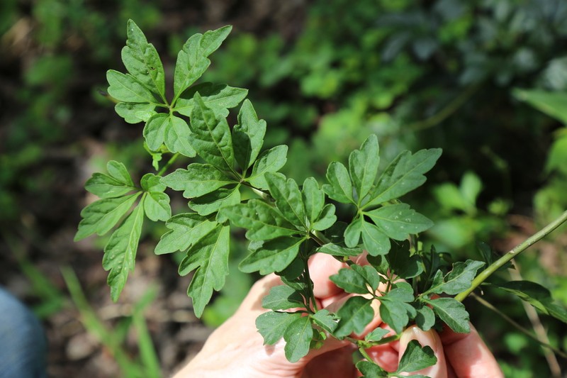 Mikania ternata photo 8