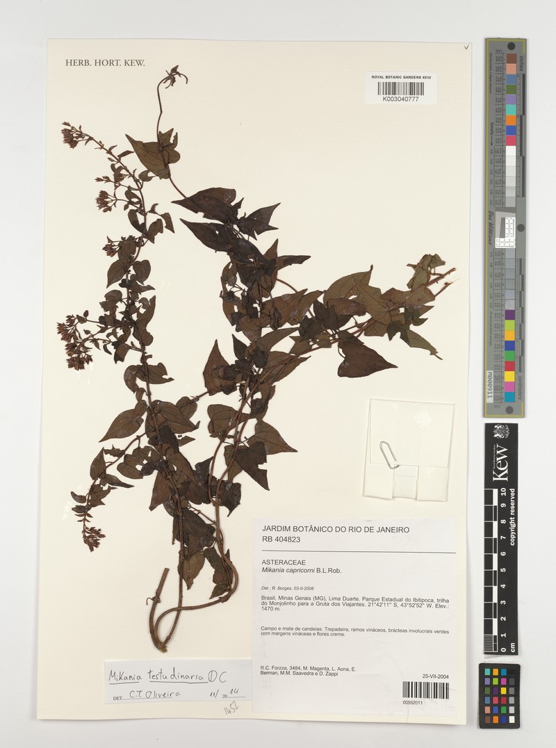 Mikania testudinaria
