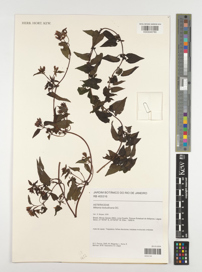 Mikania testudinaria photo 2