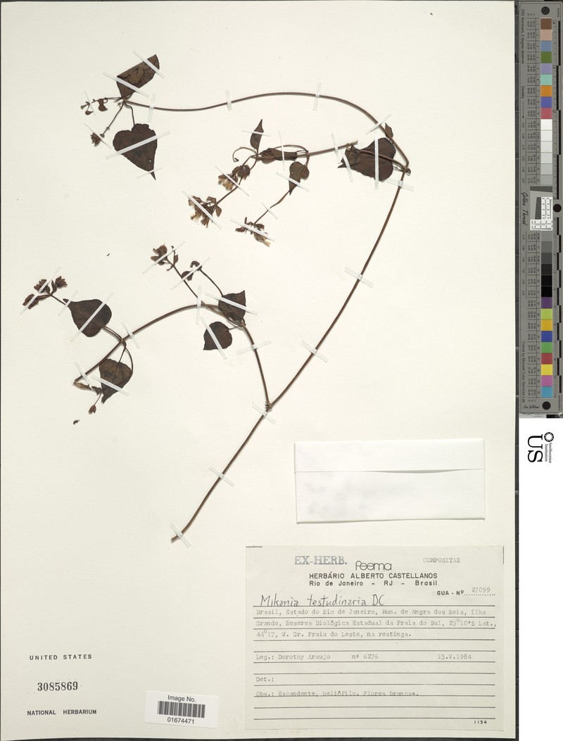 Mikania testudinaria photo 3
