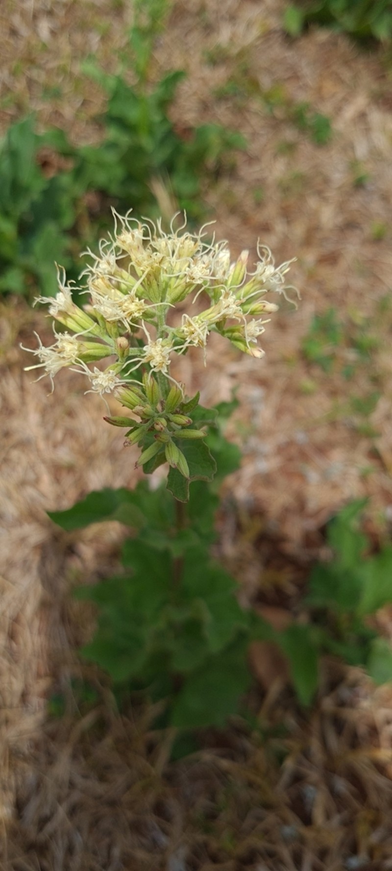 Mikania thapsoides
