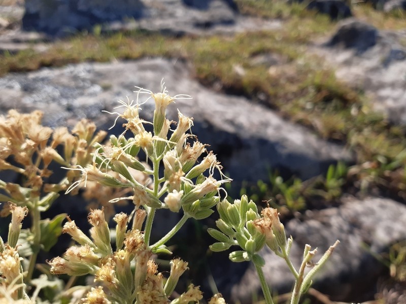 Mikania thapsoides photo 2