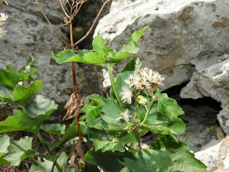 Mikania thapsoides photo 3