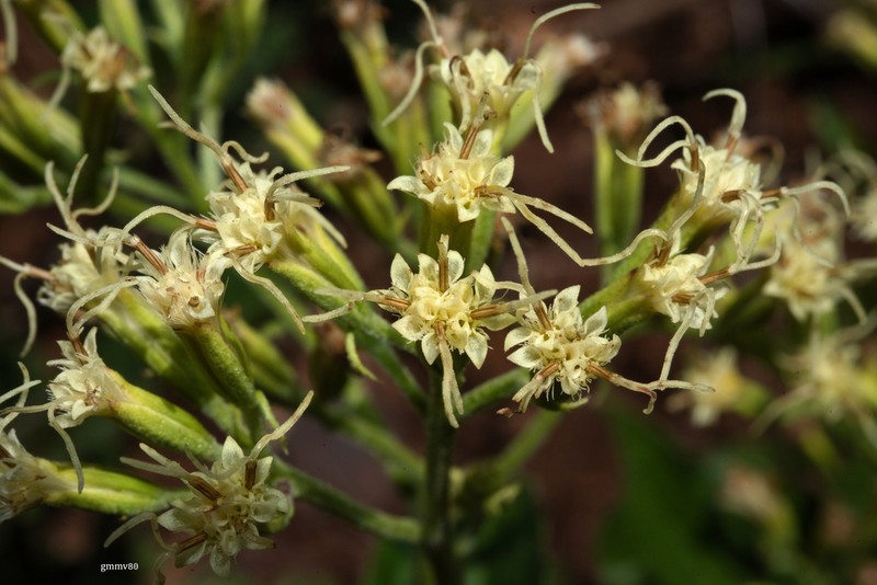 Mikania thapsoides photo 4