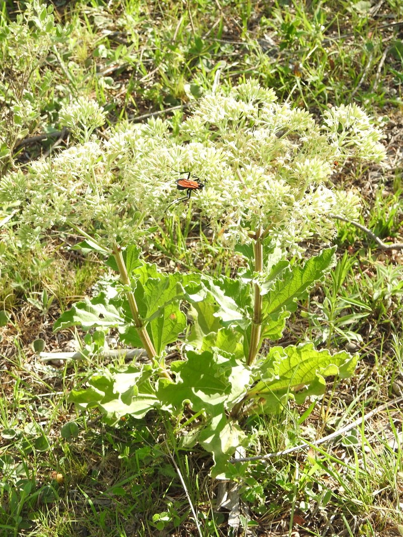 Mikania thapsoides photo 5