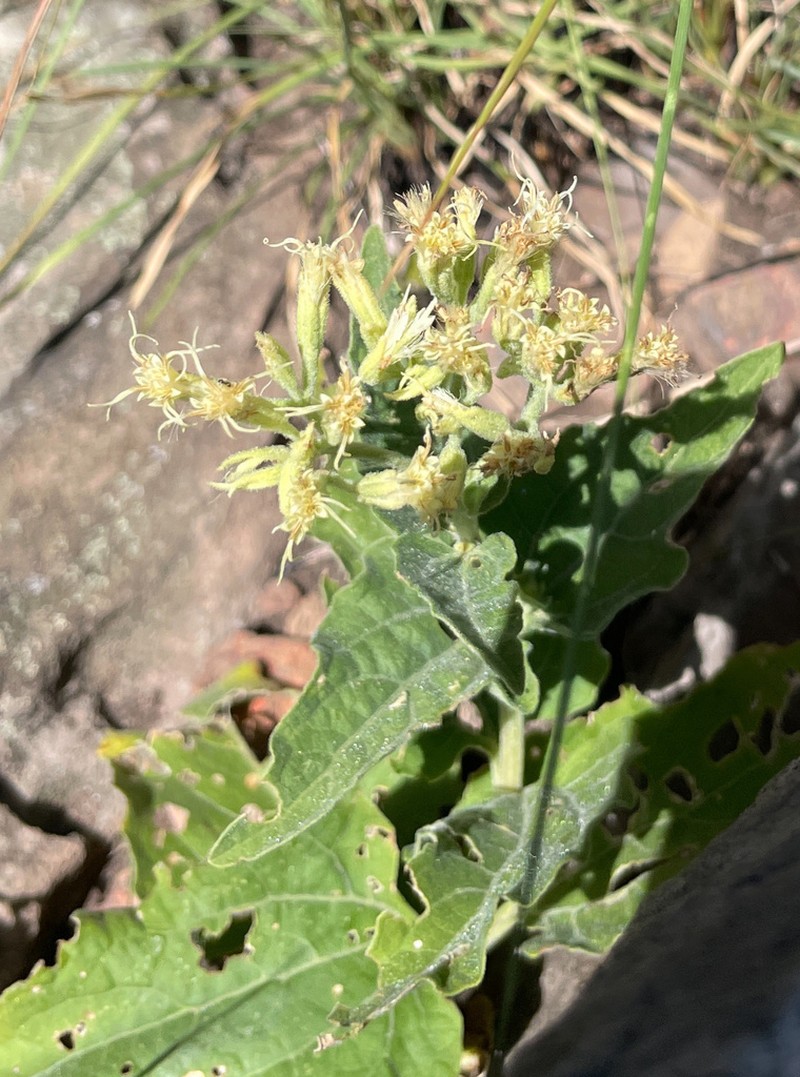 Mikania thapsoides photo 6