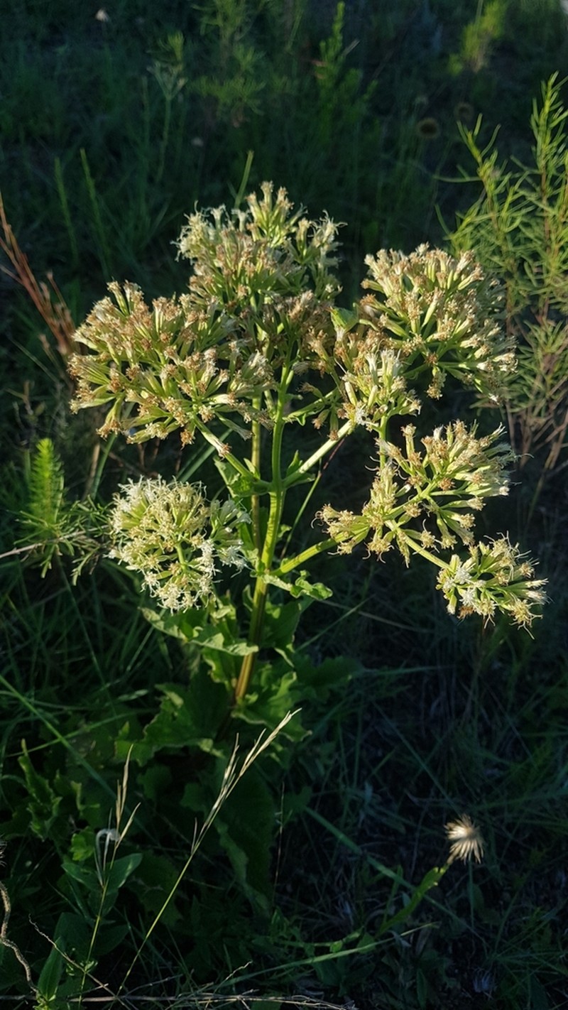 Mikania thapsoides photo 7