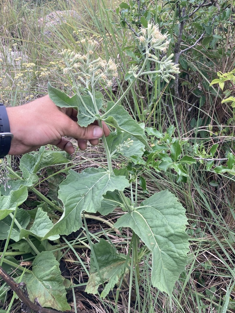 Mikania thapsoides photo 8