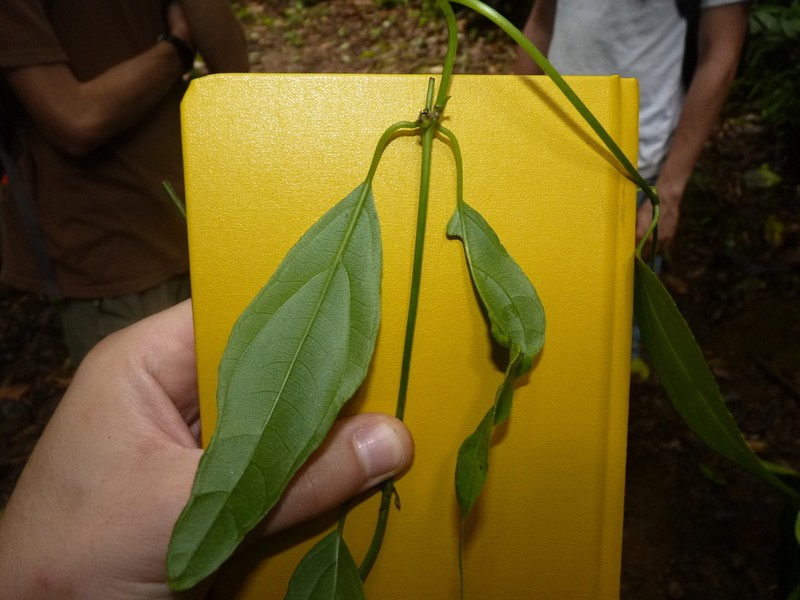 Mikania tonduzii