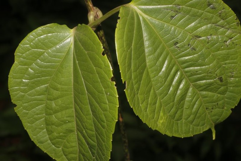 Mikania tonduzii photo 2