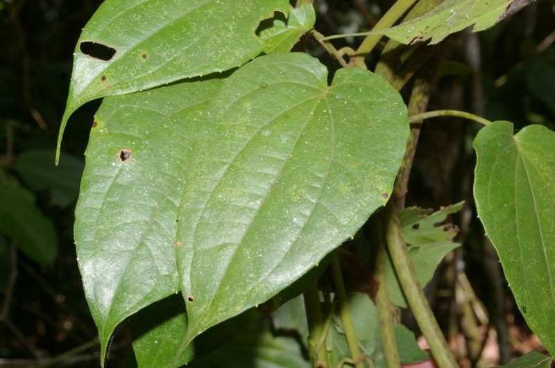 Mikania tonduzii photo 3