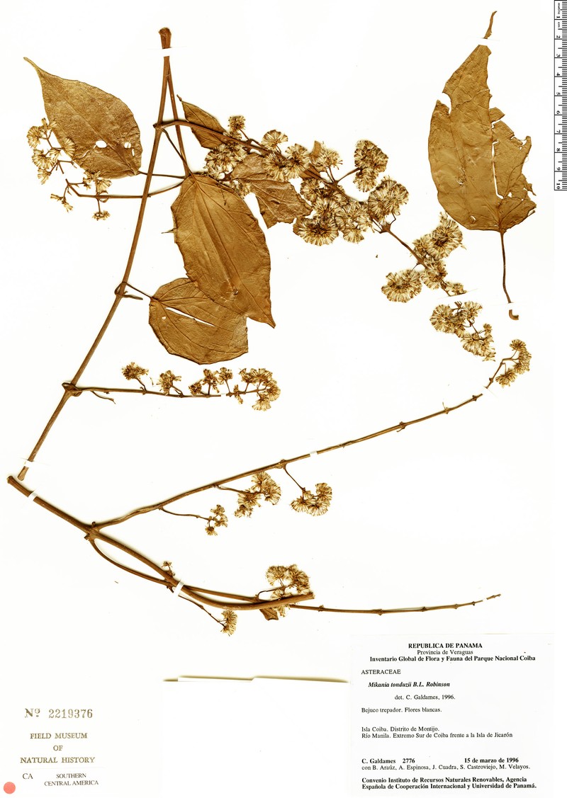 Mikania tonduzii photo 4
