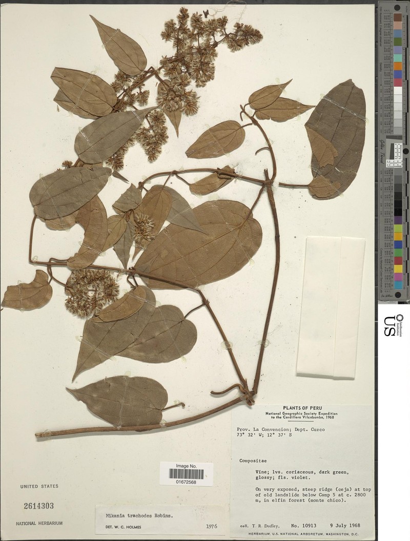 Mikania trachodes