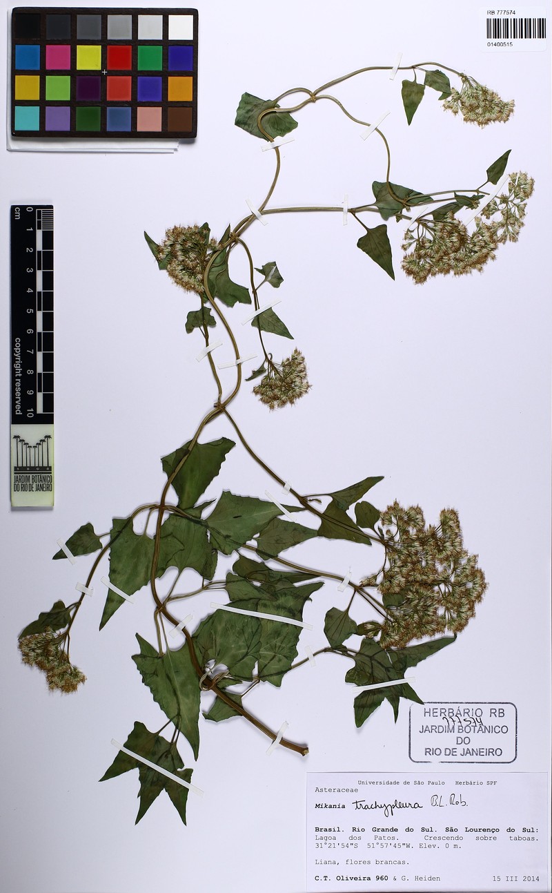 Mikania trachypleura