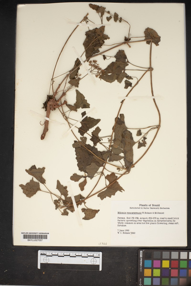 Mikania trachypleura photo 2