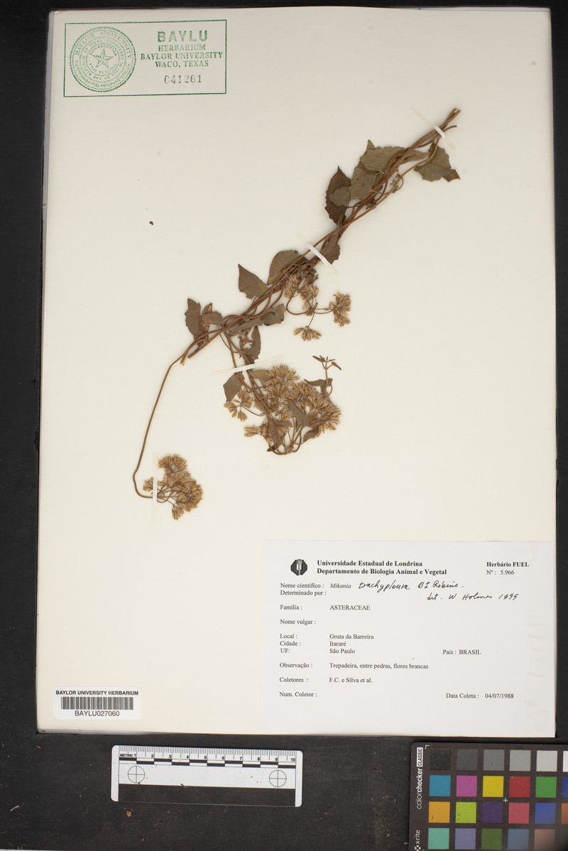 Mikania trachypleura photo 3