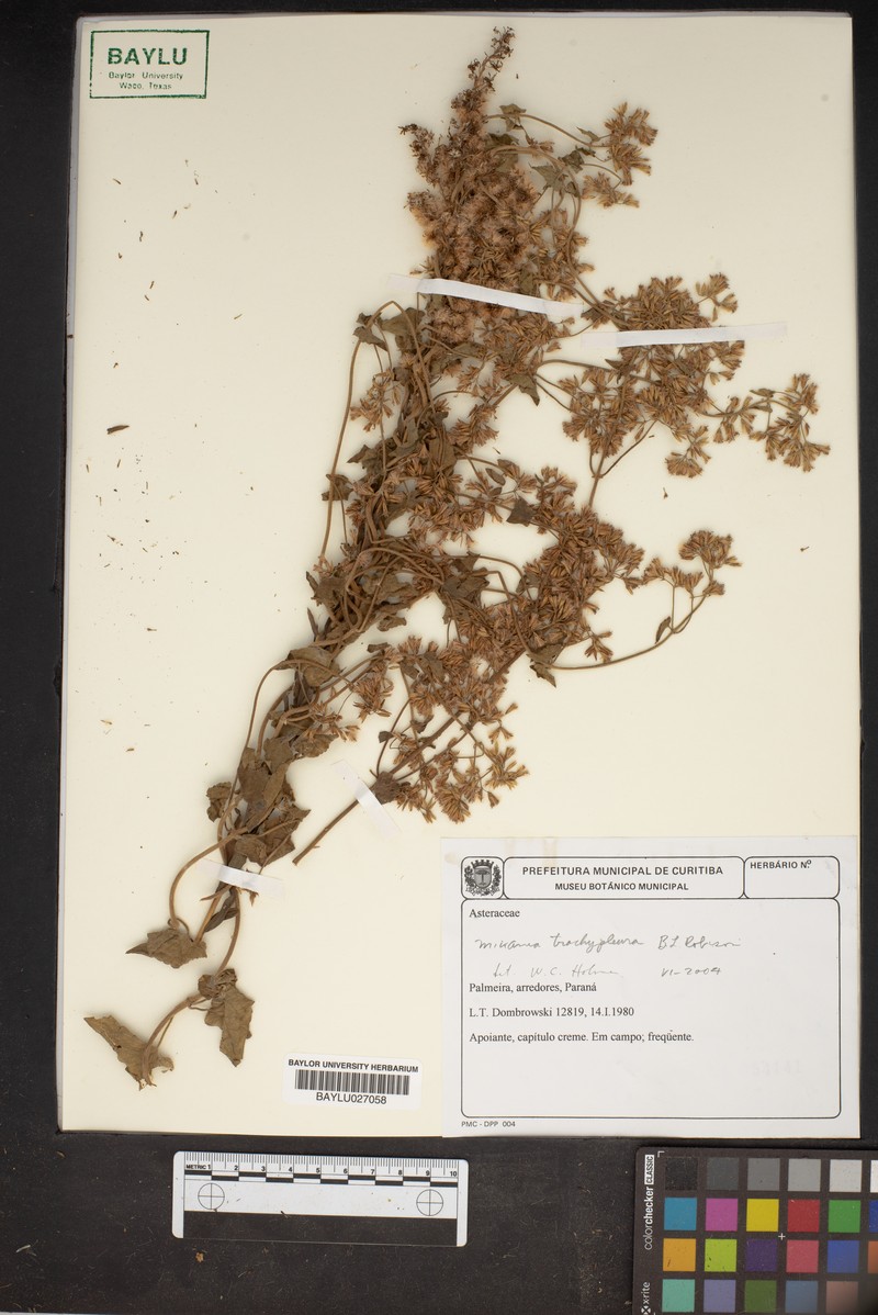 Mikania trachypleura photo 4