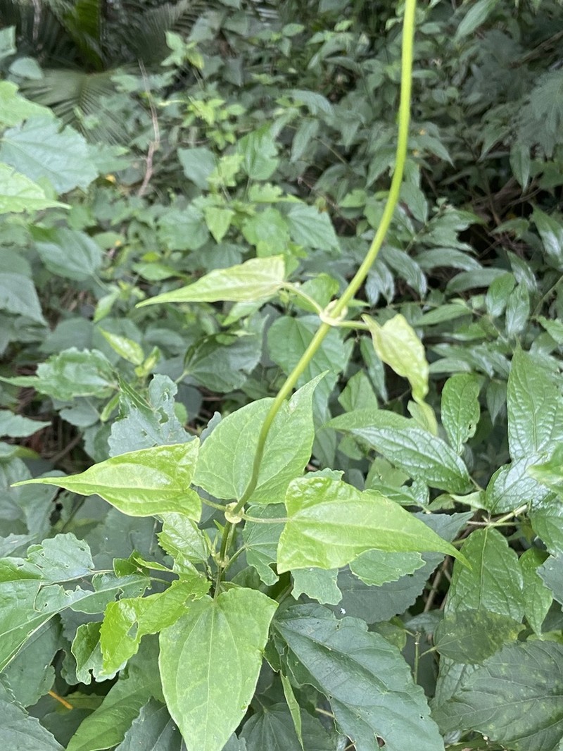 Mikania triangularis