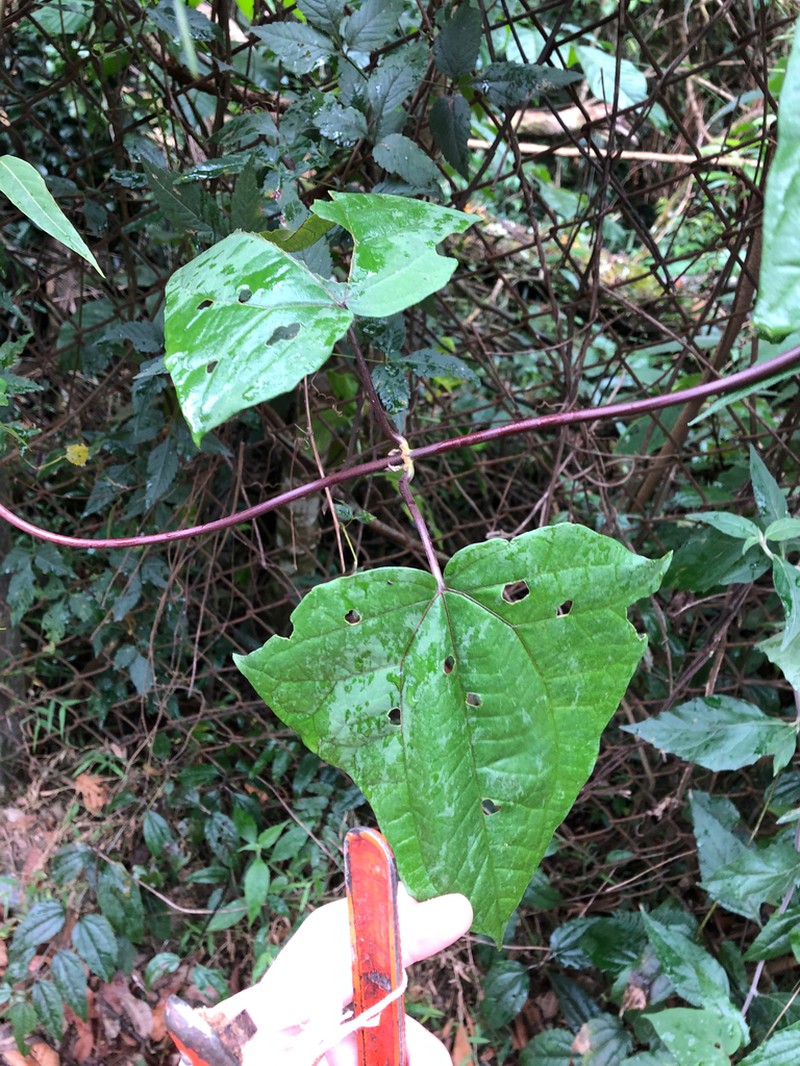Mikania triangularis photo 2