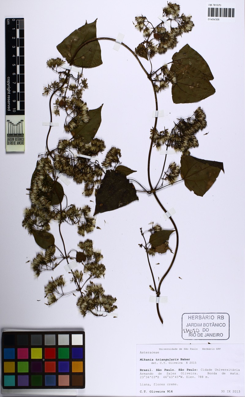 Mikania triangularis photo 3