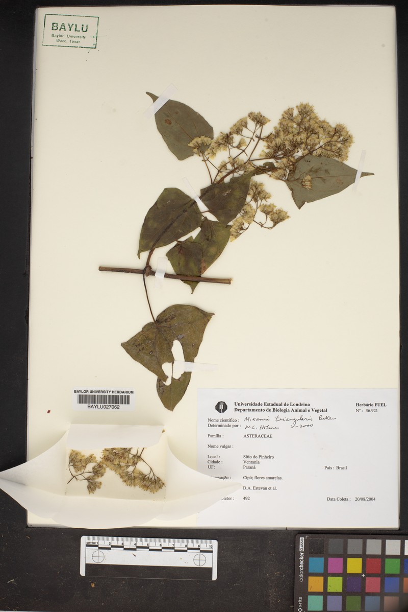 Mikania triangularis photo 4